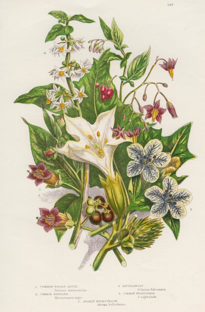 Plantas venenosas de Unbekannt