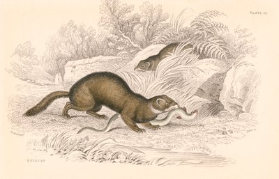 Turón Mustela putorius, miembro de la familia de los mustélidos, 1828 de Unbekannt