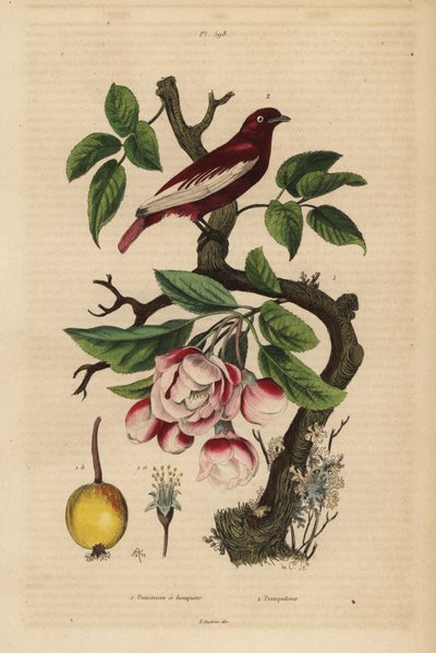 Cotinga pompadour, Xipholena punicea, en un manzano, Malus pumila, fruta, flor Pompadour y manzano a ramos de Unbekannt