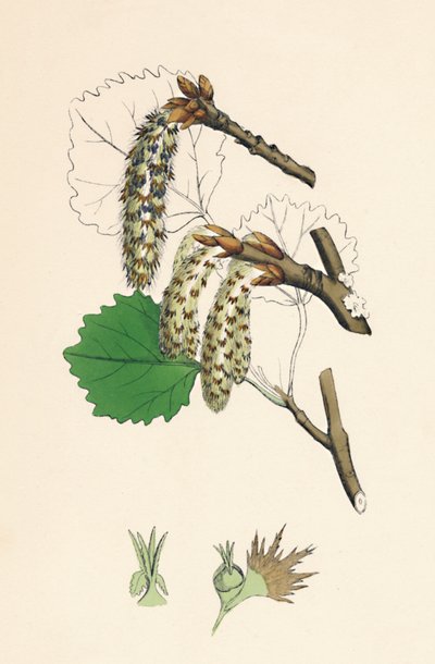 Populus tremula. Álamo temblón, siglo XIX de Unbekannt