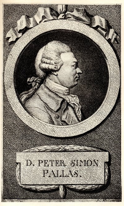 Retrato del zoólogo y botánico Peter Simon Pallas 1741-1811, principios del siglo XIX de Unbekannt