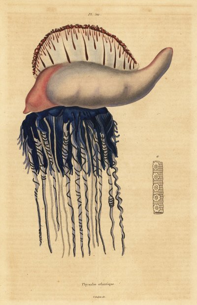 Carabela portuguesa, Physalia physalis de Unbekannt
