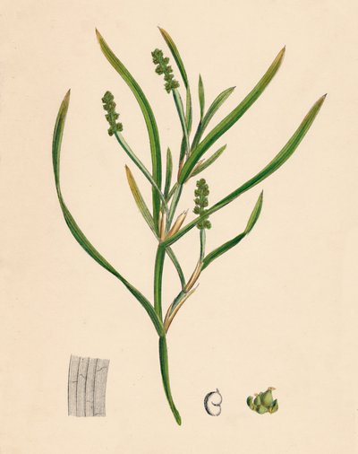 Potamogeton zosterifolius. Hierba de estanque con hojas de zoster, siglo XIX de Unbekannt