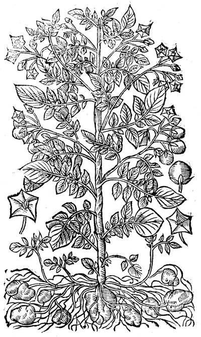 Patata, 1640 de Unbekannt