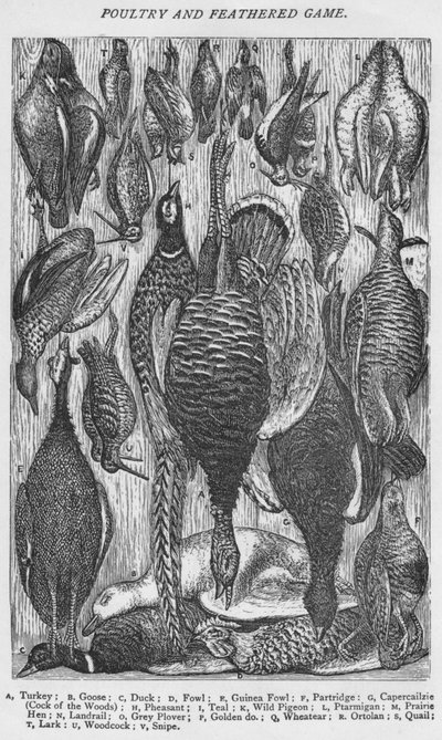 Aves de Corral y Caza de Plumas, 1907 de Unbekannt