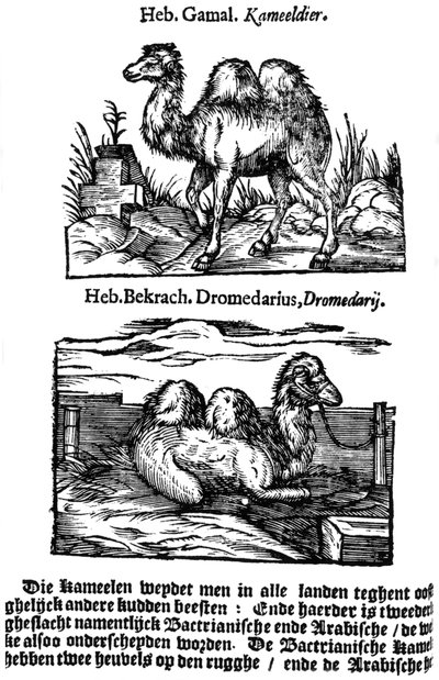 Clasificación pre-binomial de especies, 1644 de Unbekannt