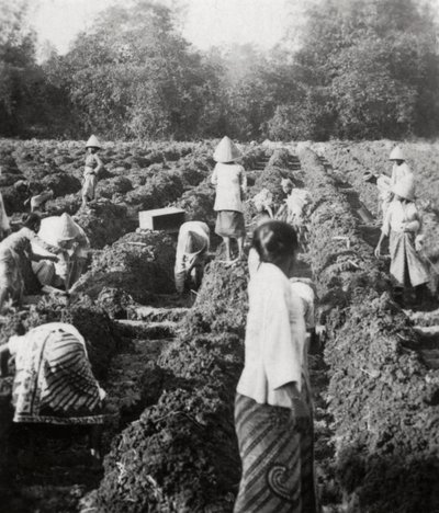Preparando canales de riego en una plantación de azúcar, Java, Indias Orientales Neerlandesas, 1927 de Unbekannt