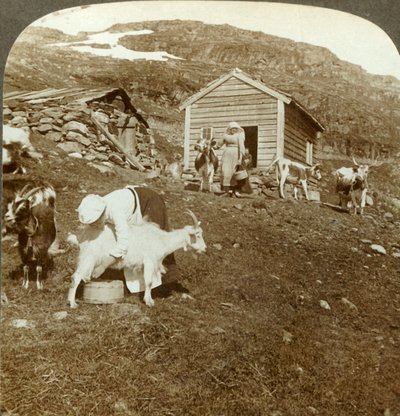 Bonitas chicas noruegas cuidando vacas y cabras en las montañas Haukeli, Noruega, c1905 de Unbekannt