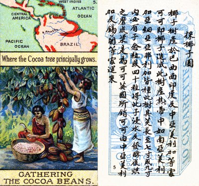 Áreas principales para la producción de cacao, de la serie de tarjetas de cigarrillos 