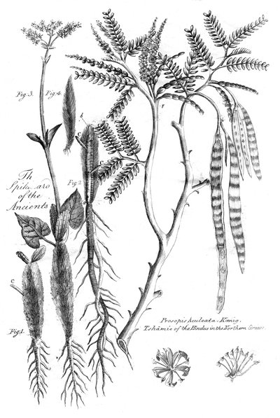 Prosopis Aculeata, 1799 de Unbekannt
