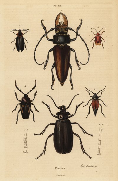 Psalidognathus friendii 1, Madre de la Culebra, Acanthinodera cumingii 2, Allocerus dilaticorne 3, Callipogos barbatus 4, Anacolus sanguineus 5 y Prionus flavipennis 6 de Unbekannt