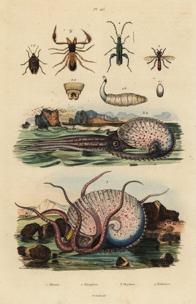 Pseudoscorpion, Chthonius orthodactylus, Octyptera bicolor, pulpo pelágico tuberculado, Ocythoe tuberculata, y escarabajo falso de aceite, Oedemera nobilis de Unbekannt