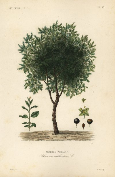 Árbol de espino cerval purgante, Rhamnus cathartica de Unbekannt