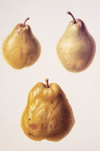 Pyrus communis de Unbekannt