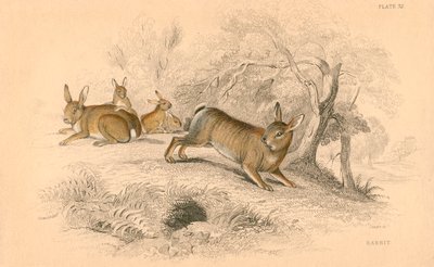 Conejo Oryctolagus cuniculus, 1828 de Unbekannt