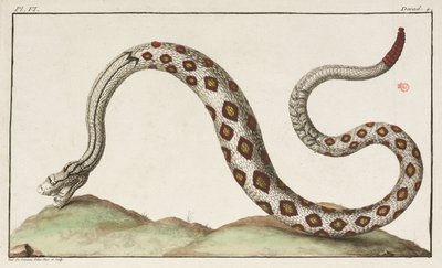 Serpiente de cascabel de Unbekannt