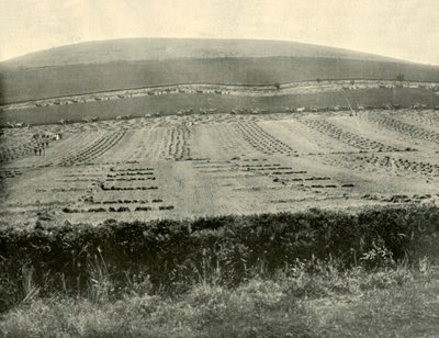 Competencia de segadora y atadora, Mount Blowhard, cerca de Ballarat, 1901 de Unbekannt
