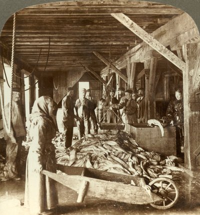 Recibiendo pescado de los barcos y empacando para exportación - almacén de pescado, Aalesund, Noruega, c. 1905 de Unbekannt