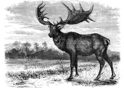 Reconstrucción del alce irlandés Megaloceros, c1880 de Unbekannt