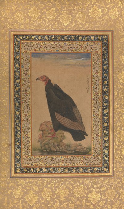 Buitre de Cabeza Roja, Folio del Álbum de Shah Jahan, recto y verso: principios del siglo XIX de Unbekannt