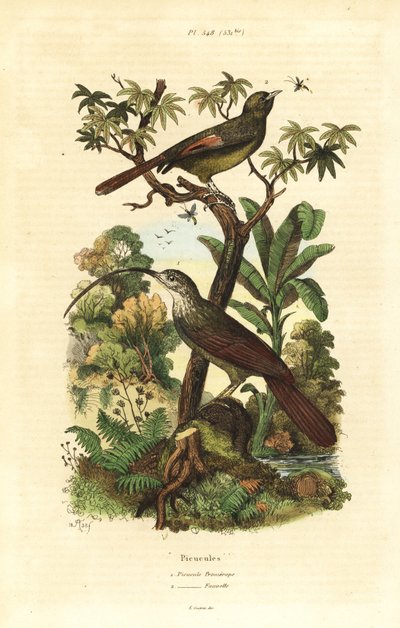 Pico de hoz de pico rojo, Campylorhamphus trochilirostris y trepador oliváceo, Sittasomus griseicapillus de Unbekannt