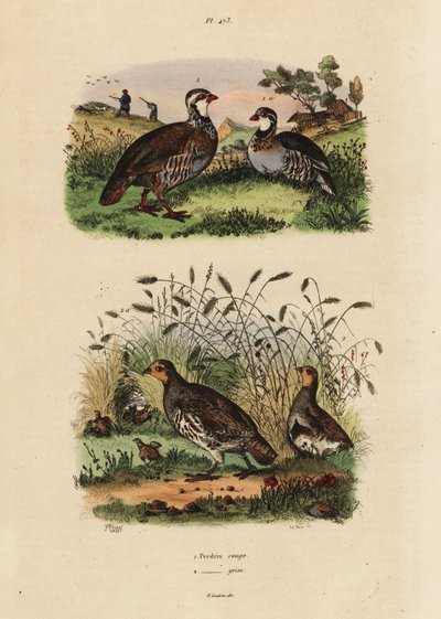 Perdiz roja, Lectures rufa, y perdiz gris, Perdix perdix Perdrix rouge et perdrix grise de Unbekannt