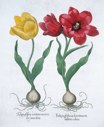 Tulipán rojo y amarillo, 1613 de Unbekannt