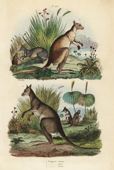 Canguro rojo, Macropus rufus 1, canguro gris oriental, Macropus giganteus 2, y wallaby oscuro, Thylogale brunii 3 de Unbekannt