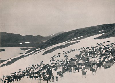 Renos en las montañas, 1914 de Unbekannt