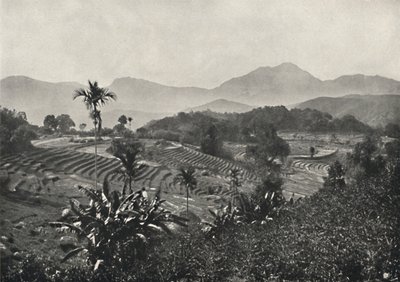 Campos de arroz en terrazas, 1926 de Unbekannt