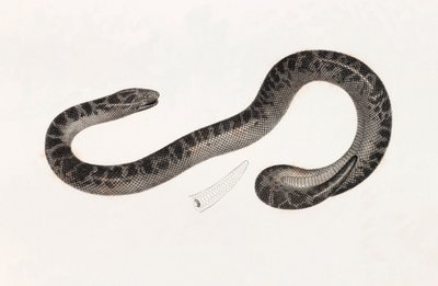 Reptiles: una serpiente del Delta Libro: 