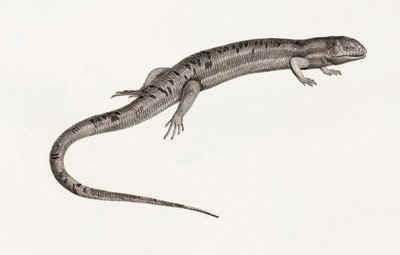 Reptiles: anolis gigantes de Unbekannt