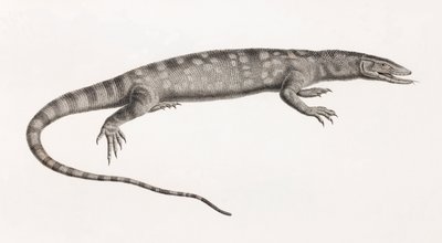 Reptiles: Ouaran de Forskal de Unbekannt