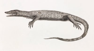 Reptiles: Tupinambis del Nilo de Unbekannt