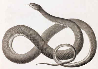 Reptiles: una imagen en primer plano de una ilustración de una serpiente de Unbekannt
