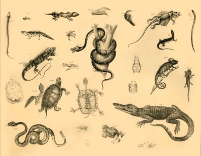 Reptiles, c1910 de Unbekannt