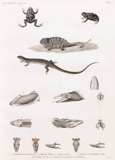 Reptiles: serie de ilustraciones de reptiles de Unbekannt