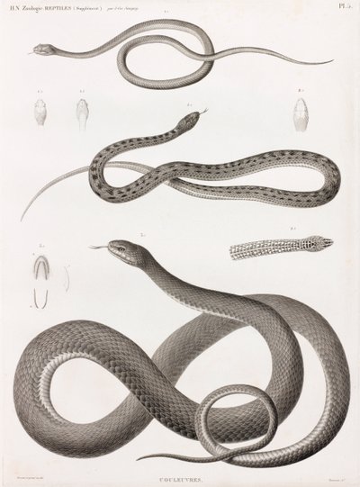 Reptiles: serie de ilustraciones de serpientes de Unbekannt