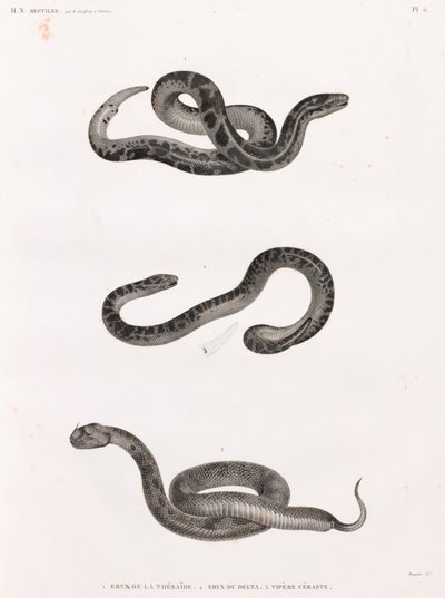 Reptiles: serpientes de Unbekannt