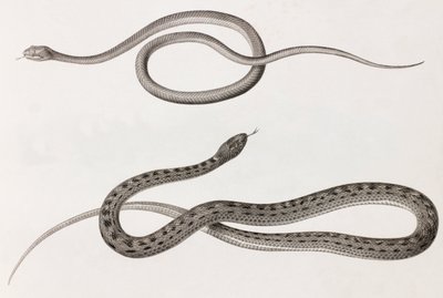 Reptiles: dos imágenes en primer plano de ilustraciones de serpientes de Unbekannt