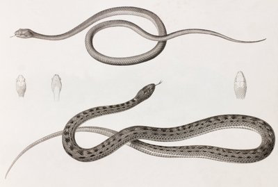 Reptiles: dos imágenes de cerca de ilustraciones de serpientes de Unbekannt