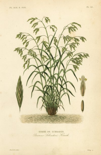 Pasto de rescate, o pasto de bromo de Schrader, Bromus catharticus, Bromus schraderi, Brome de Schrader de Unbekannt
