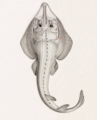 Rhinobate Laboureur de Unbekannt