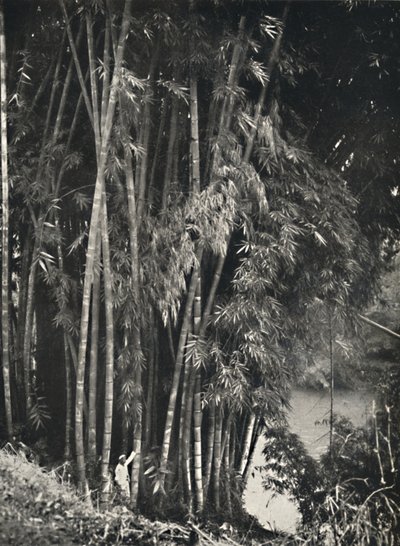 Riesenbambus Dendrocalamus giganteus en Peradeniya cerca de Kandy, 1926 de Unbekannt