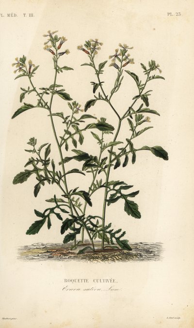 Rúcula, Eruca vesicaria, Eruca sativa de Unbekannt