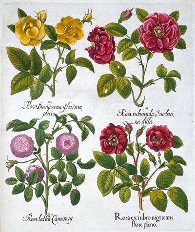 Rosas de Unbekannt