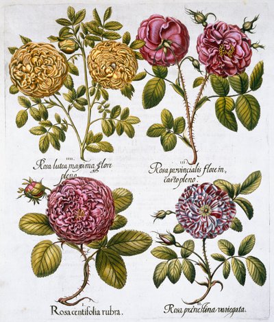 Rosas, 1613 de Unbekannt