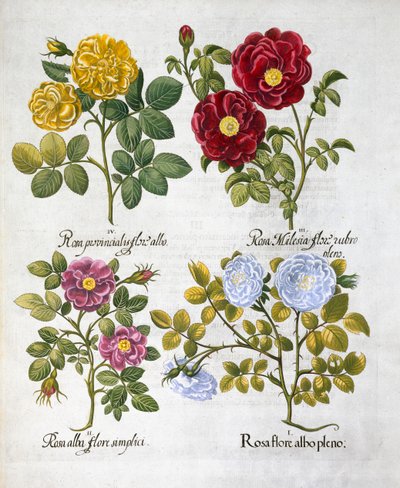 Rosas, 1613 de Unbekannt