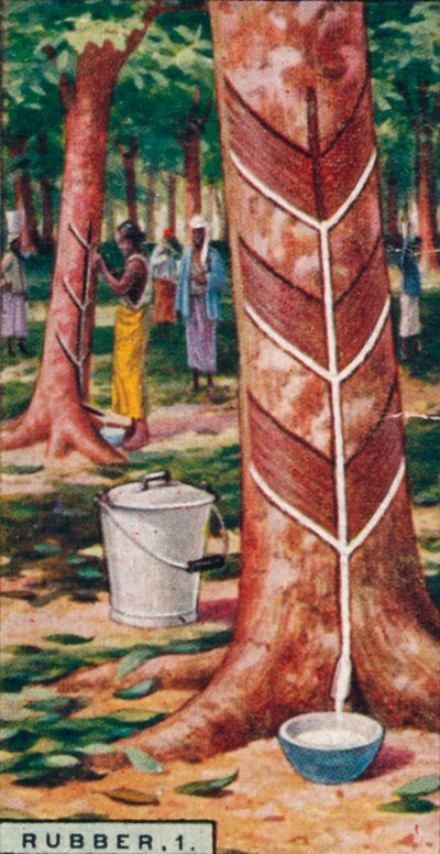 Caucho, 1. Extracción de los árboles, Ceilán, 1928 de Unbekannt