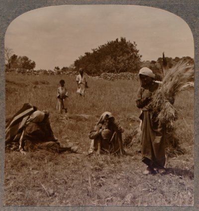 Rut espigando en los campos de Booz, c. 1900 de Unbekannt